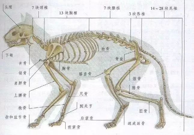 主要原因就在喵星人的骨骼结构上!