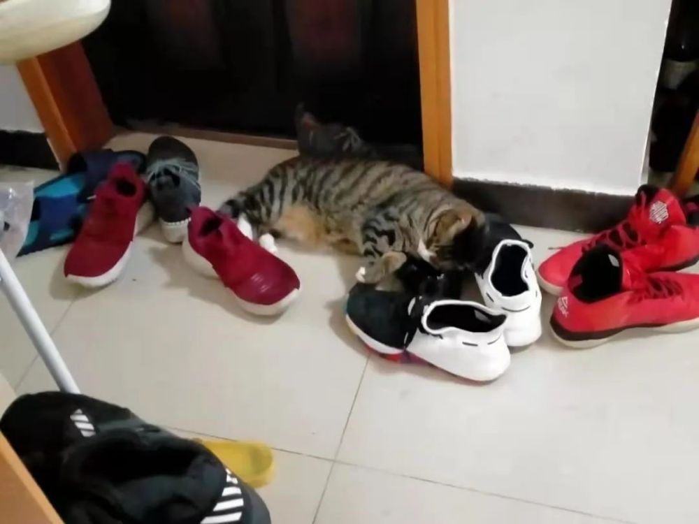 小猫咪在主人回家后就抱着鞋子不放还主动把脚穿进去,为什么会喜欢