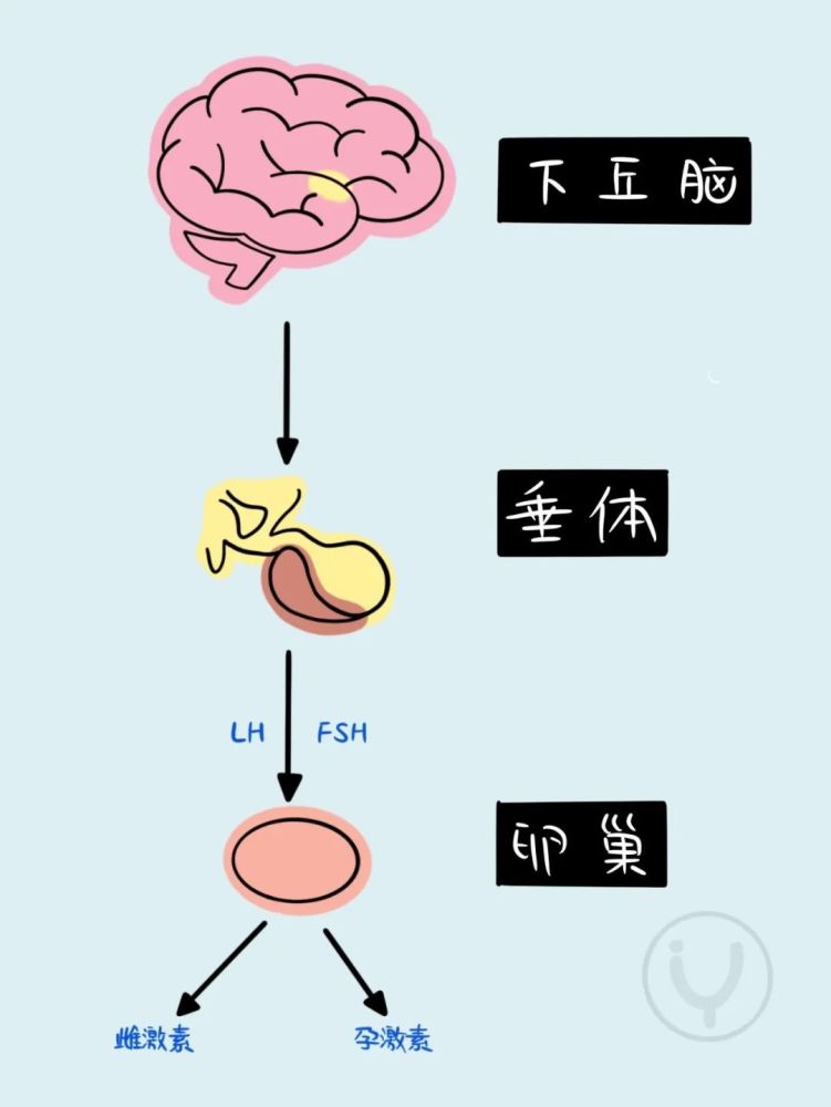 到成熟的过渡期,青春期的启动来自我们的下丘脑—垂体—性腺轴的启动