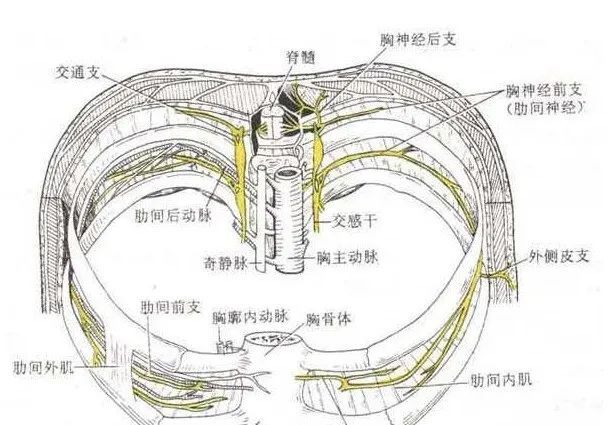 皮支:分布于肩部,臂外侧上部的皮肤 胸神经前支共12对 第1~11胸神经前