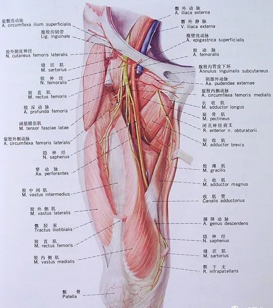 2)股神经femoral nerve: 腰丛最大分支 走行:穿腹股沟韧带深方,股