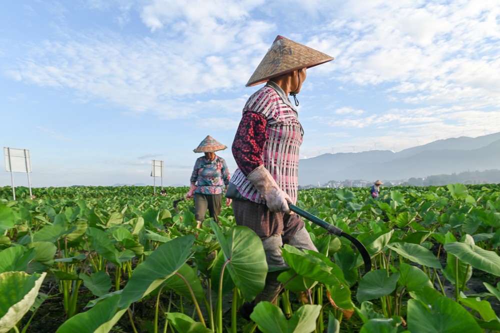 湖南蓝山:小暑时节农事忙(组图)