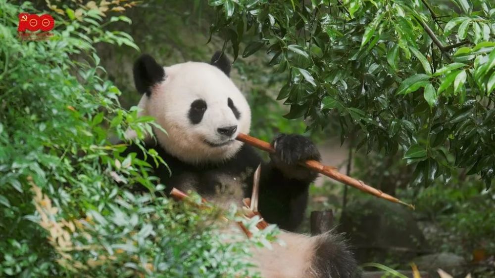 濒危易危!大熊猫降级了