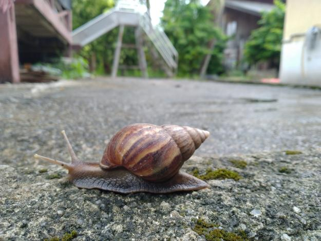 这种雨后遍地的大蜗牛会传播寄生虫,简单一招就能杀死