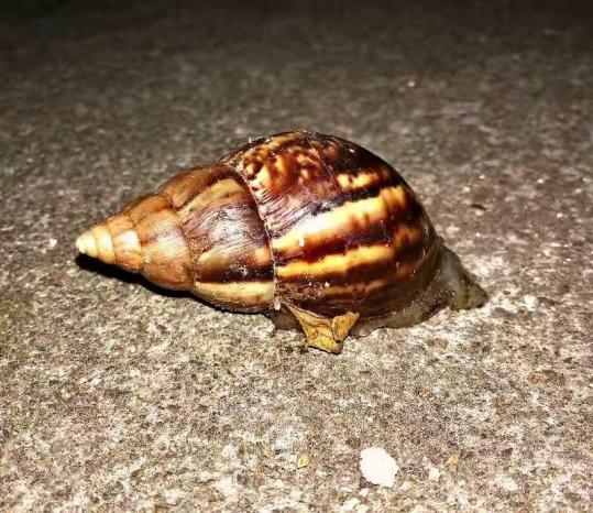 这种蜗牛实际是非洲大蜗牛(achatina fulica),又名褐云玛瑙螺,非洲巨