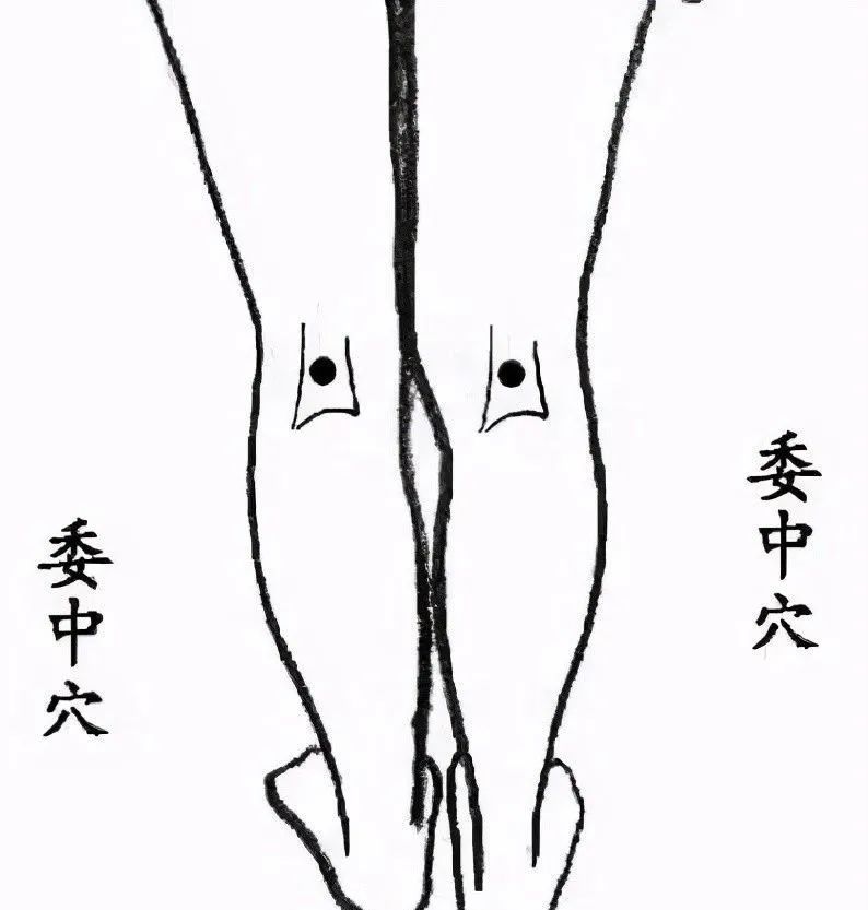 位在大腿后侧,膝窝中央两条筋之间的位置. 五,内关心胸胃