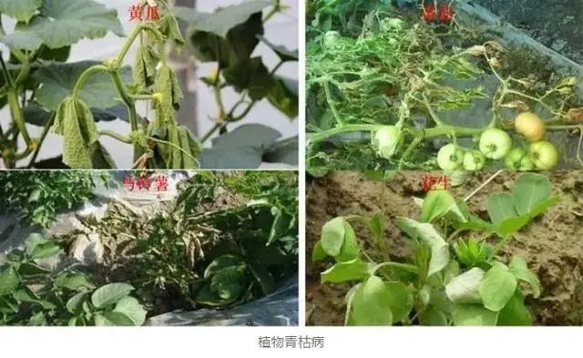 高温高湿!细菌性病害高发!这19种细菌专用药剂要知道