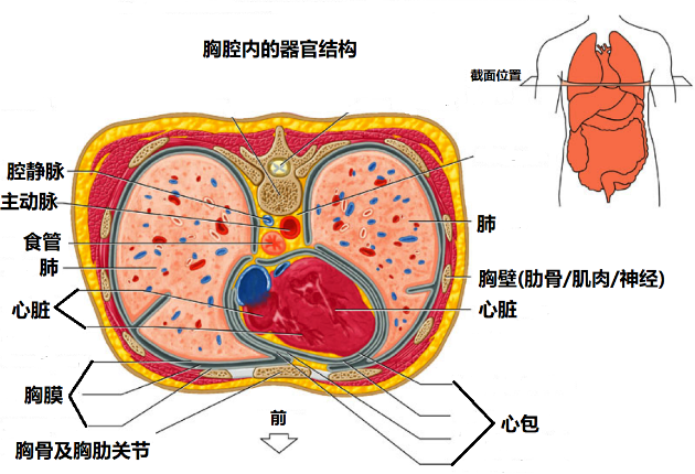 在胸腔这个房间中,两边是肺;两肺中间的区域里,前方是心脏,在心脏