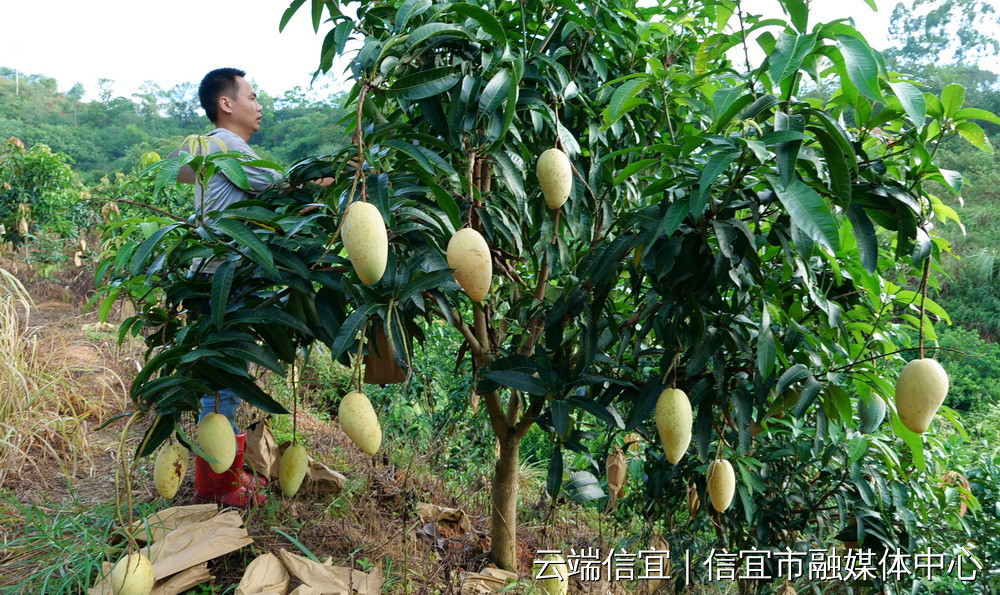 东镇坡岭村民种的金煌芒3斤几重一个又大又好食市民抢着买