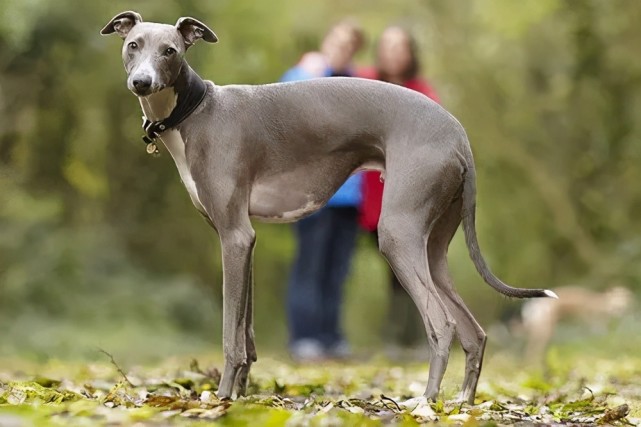 寻根问祖系列89惠比特犬whippet