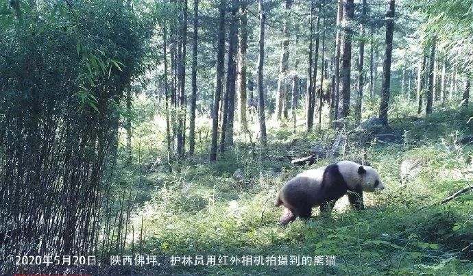 陕西大熊猫野外种群增幅密度均居全国首位!