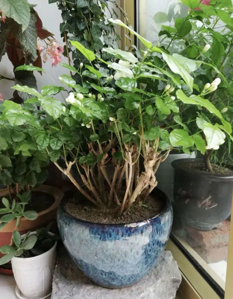 茉莉花怎么修剪?茉莉开完花,剪剪枝条,保留养分好过冬