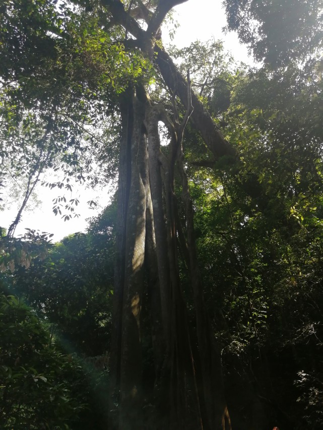 尖峰岭热带雨林森林公园