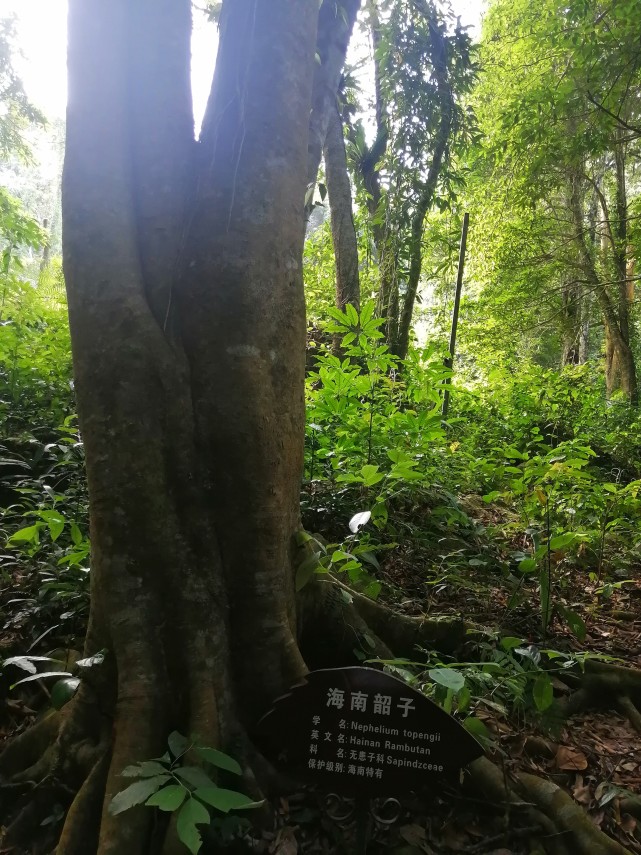 尖峰岭热带雨林森林公园