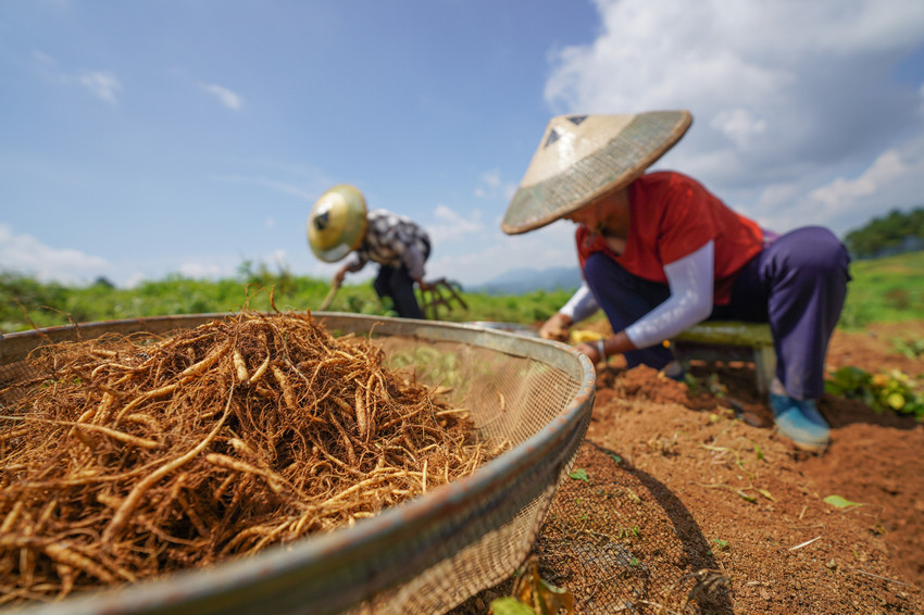 贵州丹寨:中药材种植助力乡村振兴