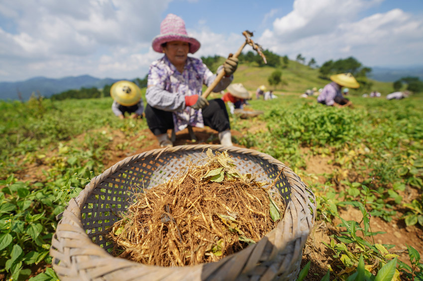 贵州丹寨:中药材种植助力乡村振兴