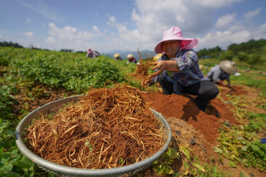 贵州丹寨中药材种植助力乡村振兴