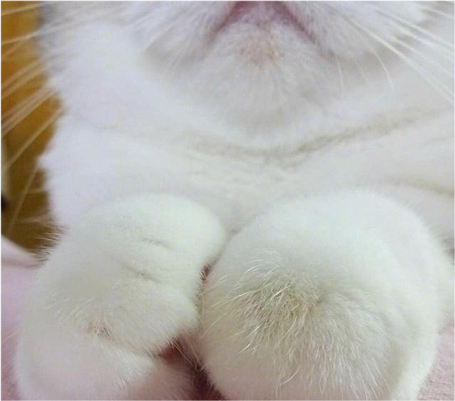 给猫爪x光萌到了,连小骨头都这么可爱,猫爪控必看!