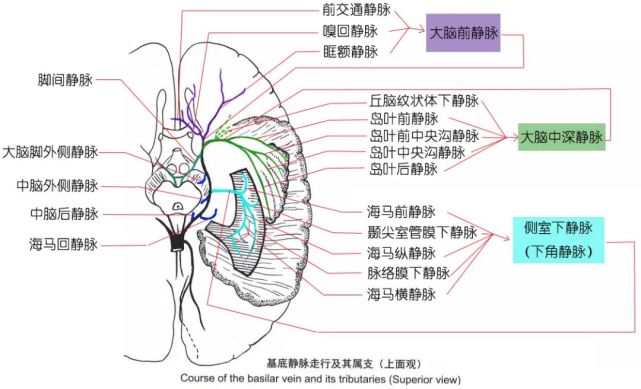 8张图掌握脑血管静脉系统解剖