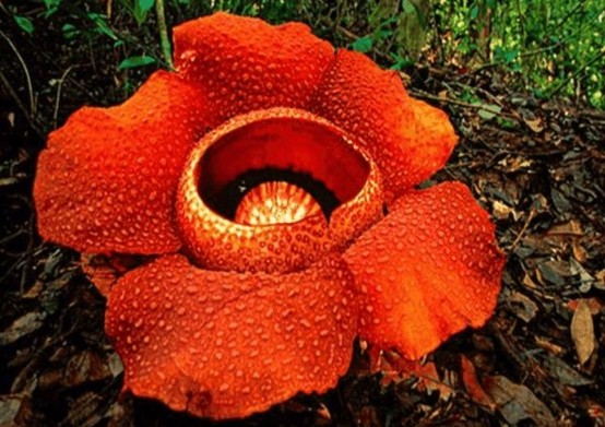 食人花,又被称作"大王花",它也是世界上最大的花朵植物,被称作"世界