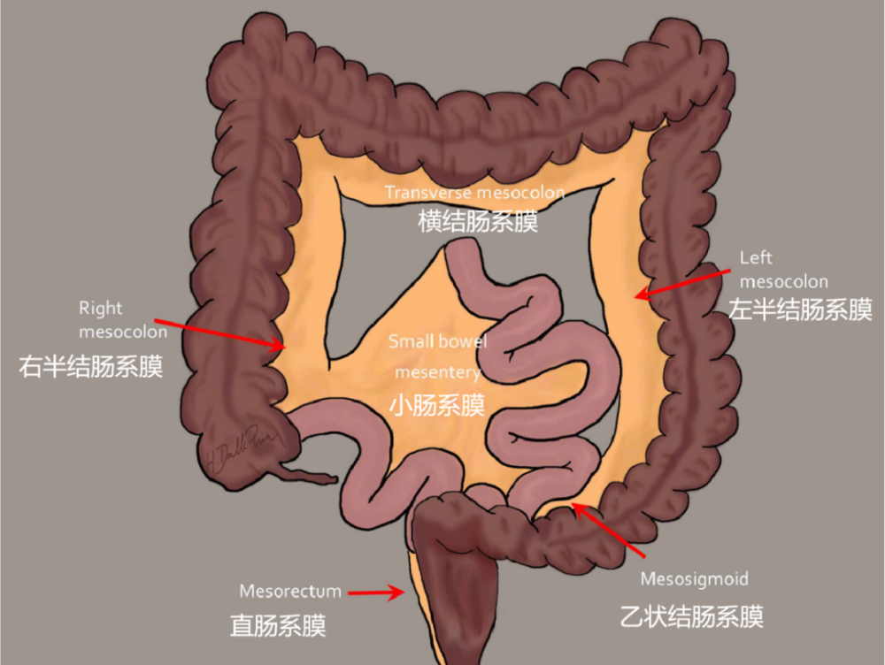 这样的解剖结构容易忘重新认识肠系膜