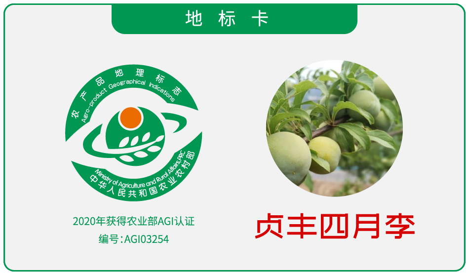 贞丰四月李