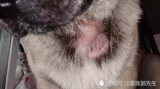 典型的狗狗真菌感染脓皮症案例