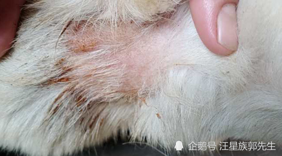 典型的狗狗真菌感染脓皮症案例