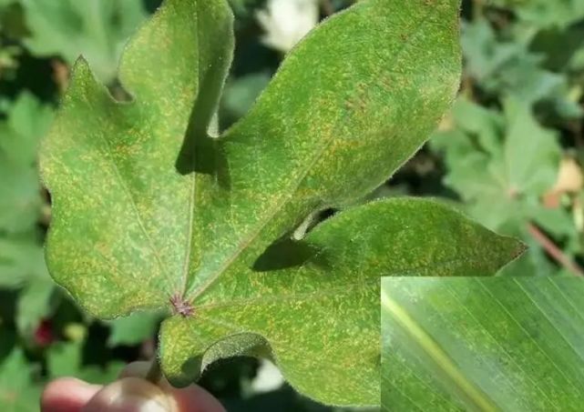 阿克苏地区植物病虫害情报棉叶螨发生及防治技术建议