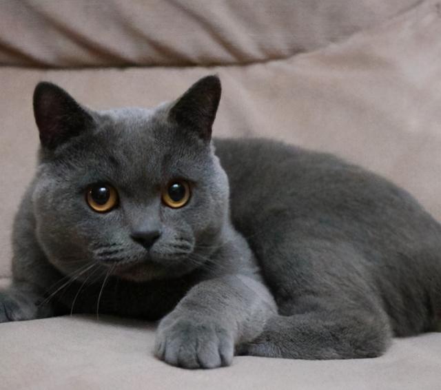 英短猫从几岁开始步入晚年?老了之后该如何照顾?