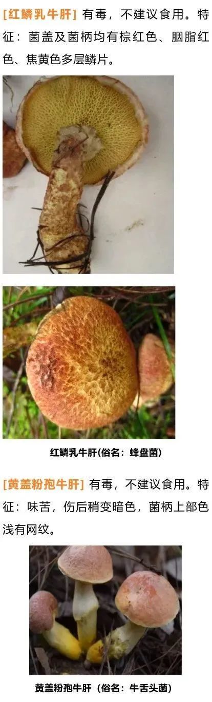 兰茂牛肝菌(俗称:红葱),小美牛肝菌(俗称:白葱)被公认是最美味的