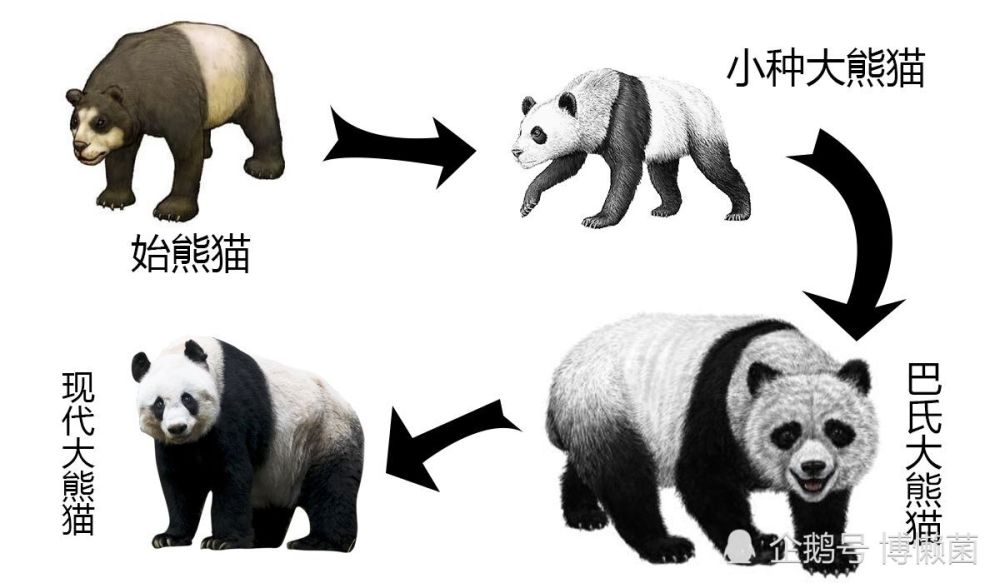 所以,大熊猫的活化石资格,是其成为国宝的首要条件.