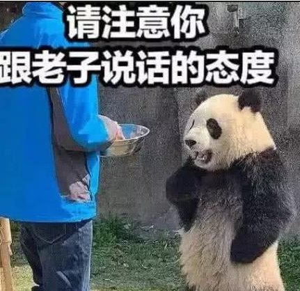 熊猫生气表情包我可是享受国宝待遇的你的良心不会痛吗