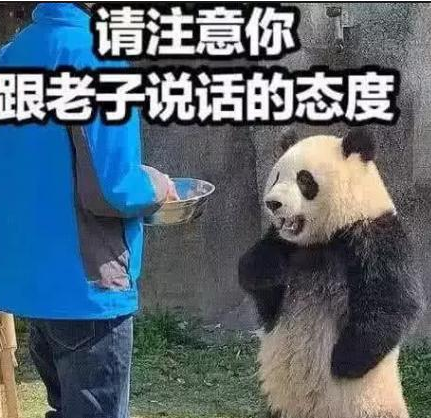 熊猫生气表情包:我可是享受国宝待遇的,你的良心不会痛吗
