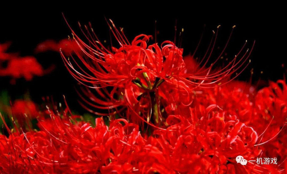 彼岸花:红花石蒜,曼珠沙华