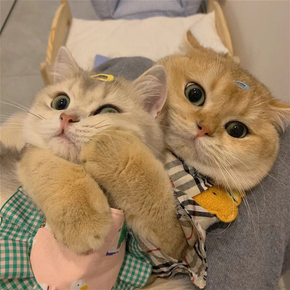 可爱猫咪情头|总结了一些特别有幸福感的小事