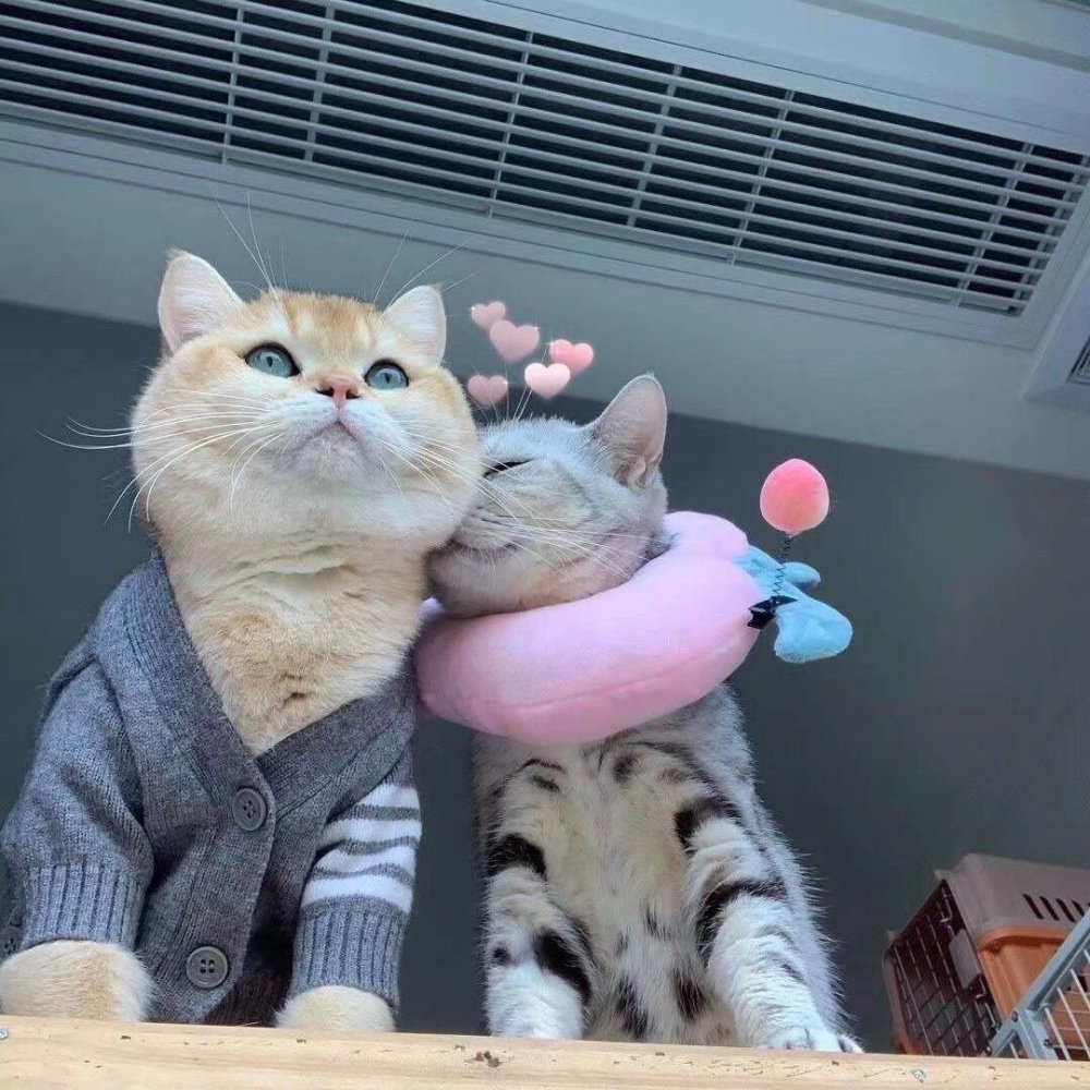 可爱猫咪情头|总结了一些特别有幸福感的小事