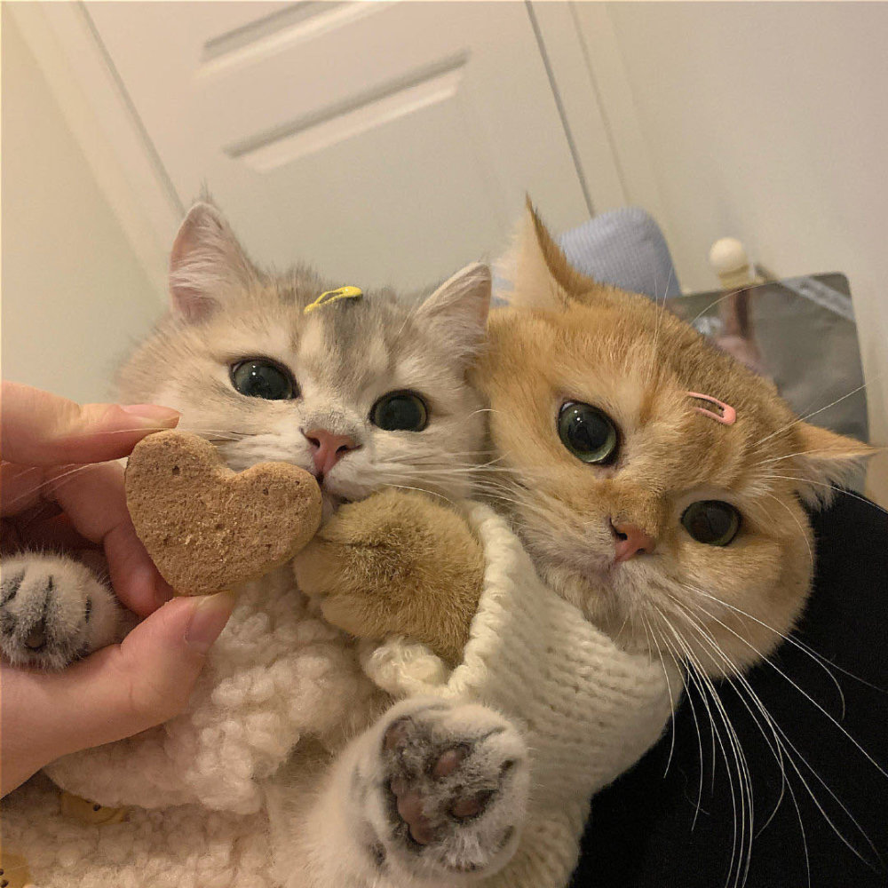 可爱猫咪情头|总结了一些特别有幸福感的小事