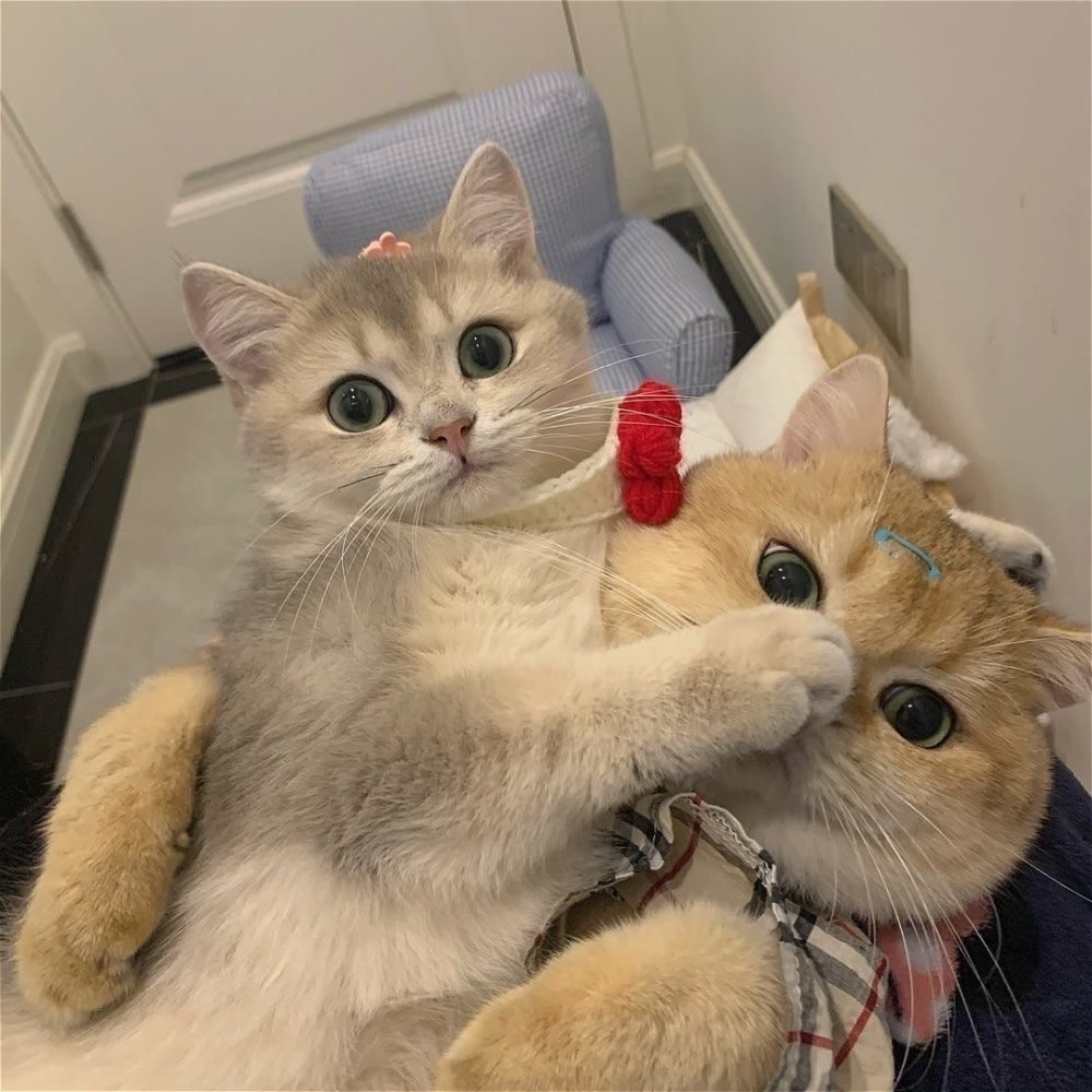可爱猫咪情头|总结了一些特别有幸福感的小事