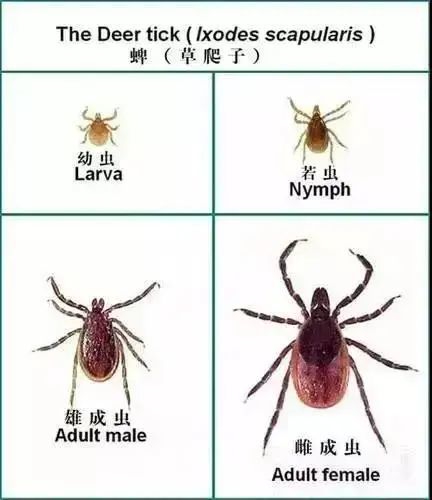 这个虫子这么可怕的嘛? 怎么会附着在身上四天都不掉呢?