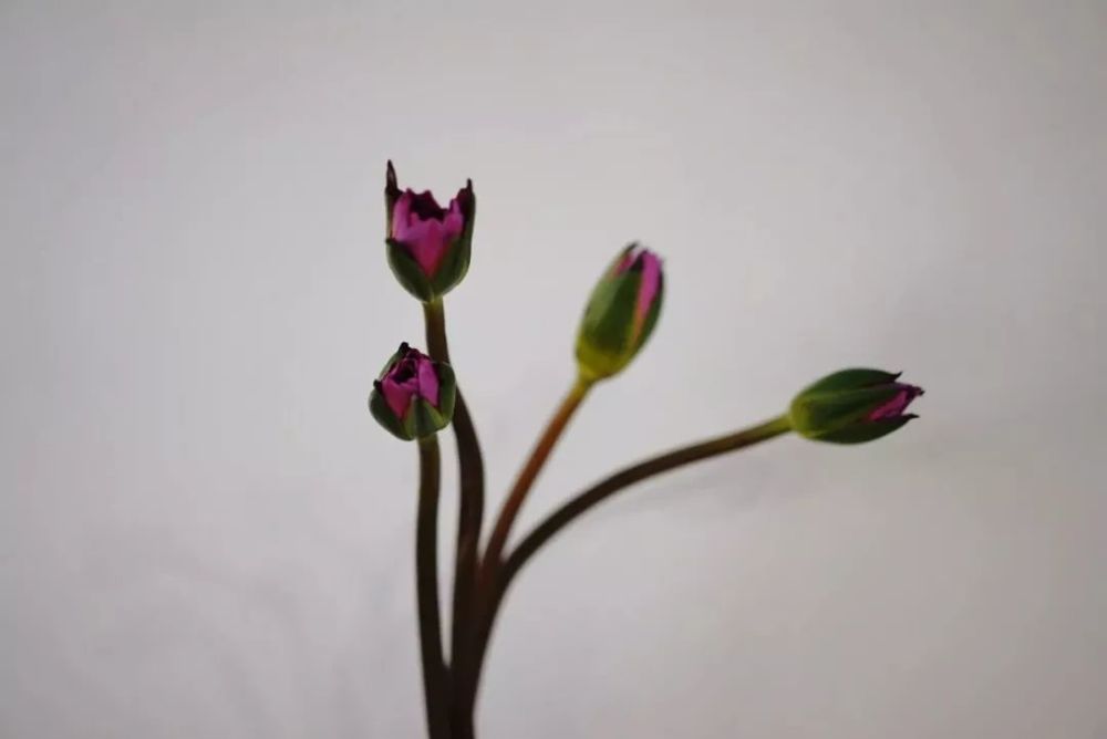 荷花,莲蓬,睡莲……用它们插花,满满夏日感!