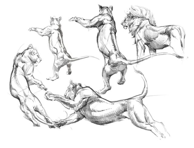 动物造型很难画?以线造型从基础教你画,快收藏起来