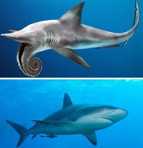 鲨鱼的诡异祖先:旋齿鲨的一嘴大牙,为何呈螺旋状?