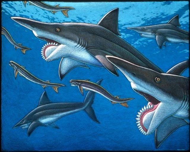 鲨鱼的诡异祖先:旋齿鲨的一嘴大牙,为何呈螺旋状?