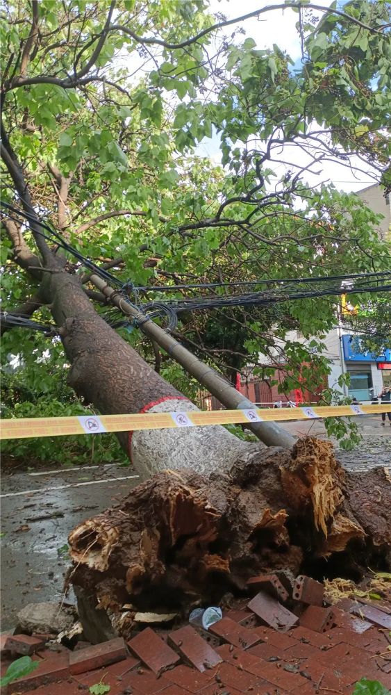 10多分钟狂风暴雨,商洛市区一棵20米大树被吹倒