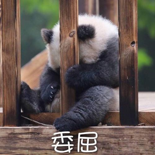 熊猫的委屈表情包:我活得好悲伤,我坐在地上拉肖邦