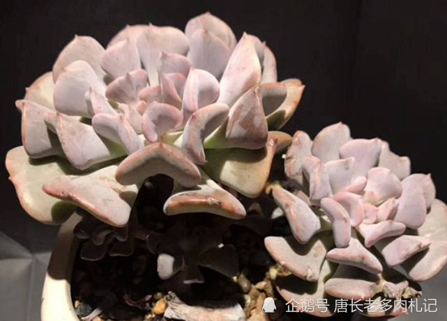 多肉雪精灵度夏有技巧,只要胆子大,夏天直接露养都没有问题