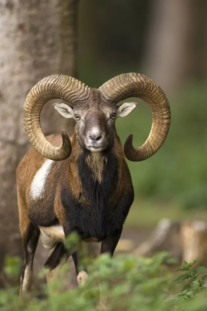新疆是羊的世界,6种野生羊,珍稀又可爱!