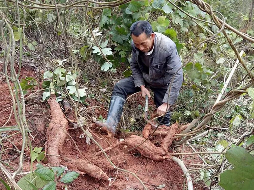 常有农民去山里挖,价值珍贵不输人参,传入美国却被列入黑名单