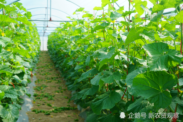 海南哈密瓜的种植为吊挂型,多为一藤一瓜,三藤两瓜,以保证哈密瓜的养